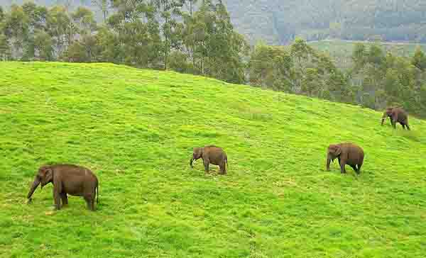 Munnar tour packages