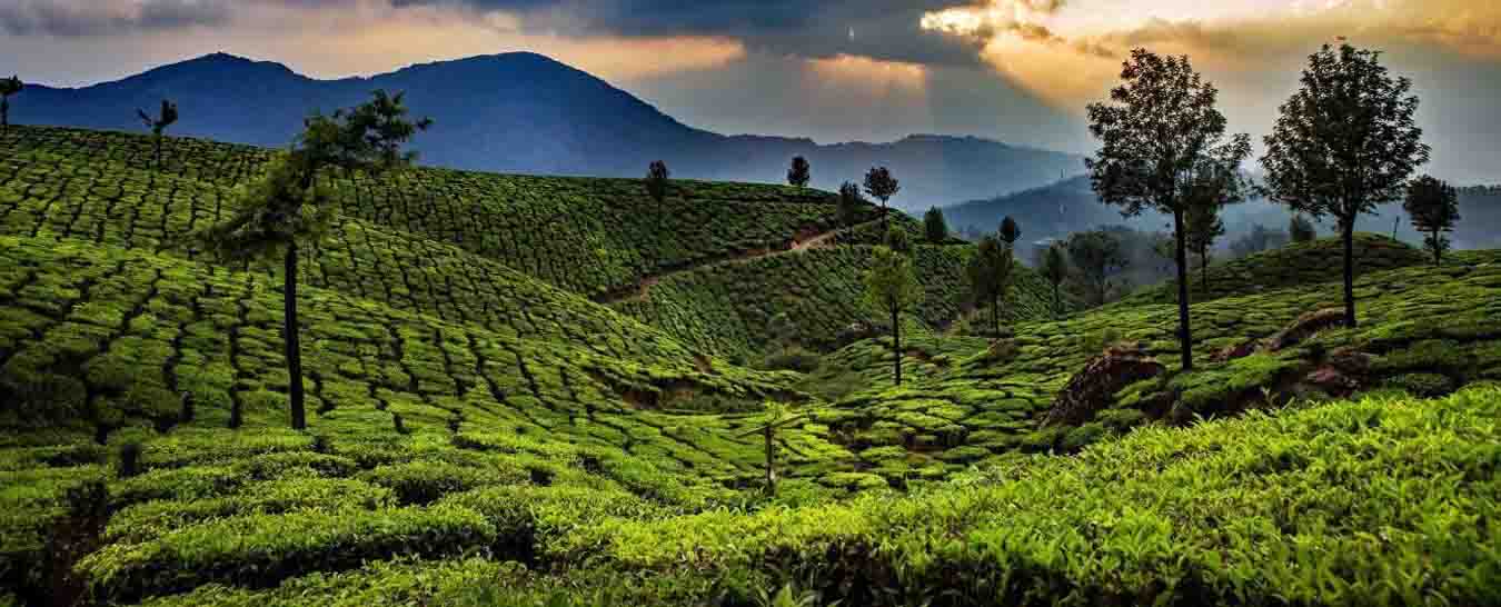 munnar tourism