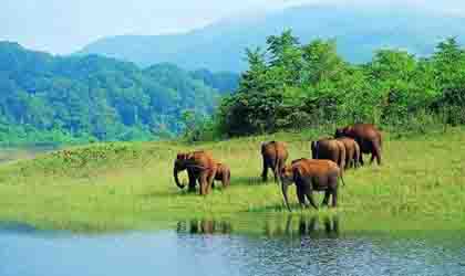 thekkady